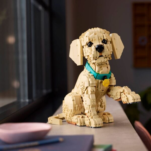 11384 Golden Retriever Puppy